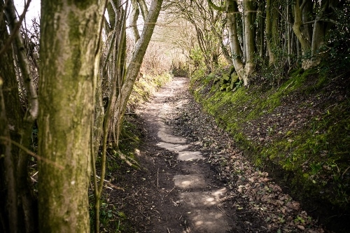Path with trees at the back of University campus 