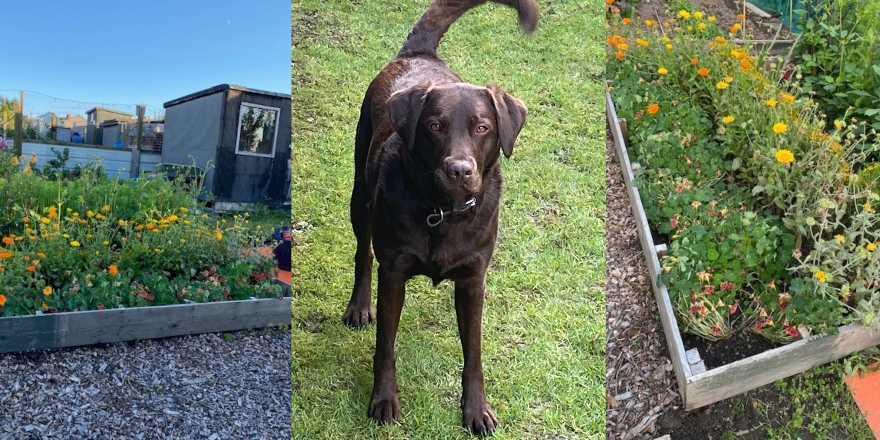 From left to right: allotment, black Labrador, allotment with yellow flowers 